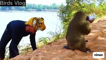 Fake Tiger Prank Monkey What is happening Real Monkey VS Crazy Man -- Funny Video #monkey