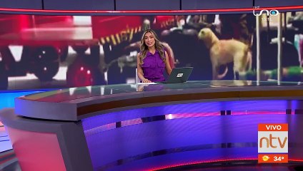 Can policía descubre 11,6 kg. de marihuana camuflada en una encomienda en la terminal Bimodal