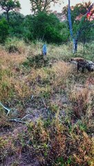 Hyena Walks Right Past Leopard(1080P_HD)