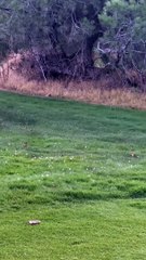 Bobcat Chasing a Squirrel around a Tree(1080P_HD)