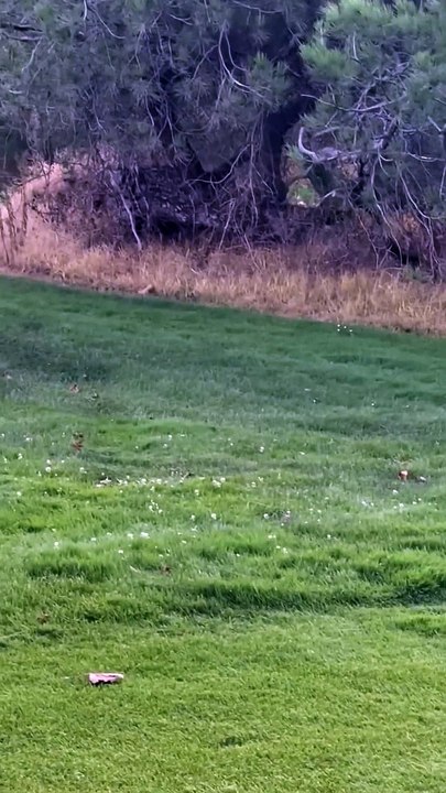 Bobcat Chasing a Squirrel around a Tree(1080P_HD)
