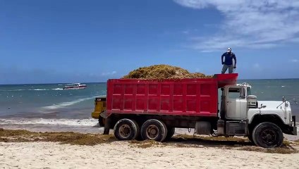 “Kostas”, proyecto que busca mitigar  el sargazo en RD