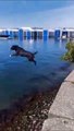 Son chien fait un plongeon incroyable de très haut... même pas peur