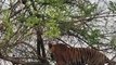 Un tigre en haut d'un arbre pour chasser un singe... risqué