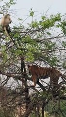 Un tigre en haut d'un arbre pour chasser un singe... risqué