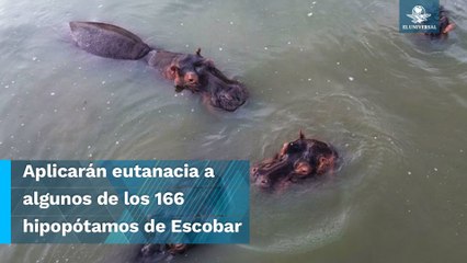 Hipopótamos de Pablo Escobar serán sacrificados