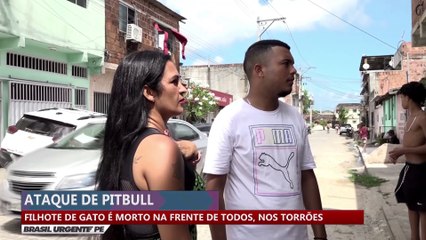 Filhote de gato é morto na frente de todos, nos Torrões