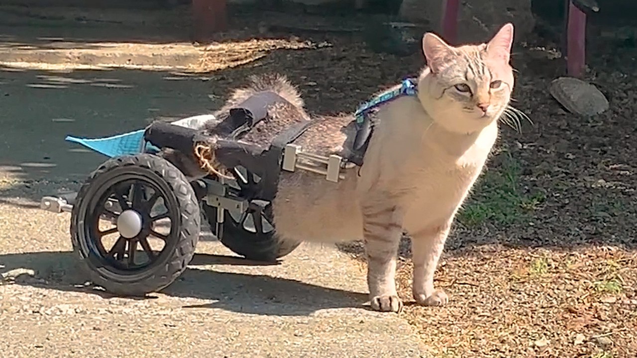 Paralyzed Cat Races In His Wheelchair As If He's Trying Out For Formula 1