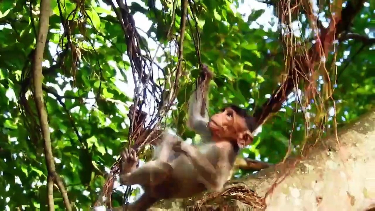 Adorable Little Monkeys Are Fully Happy Playing on the tree
