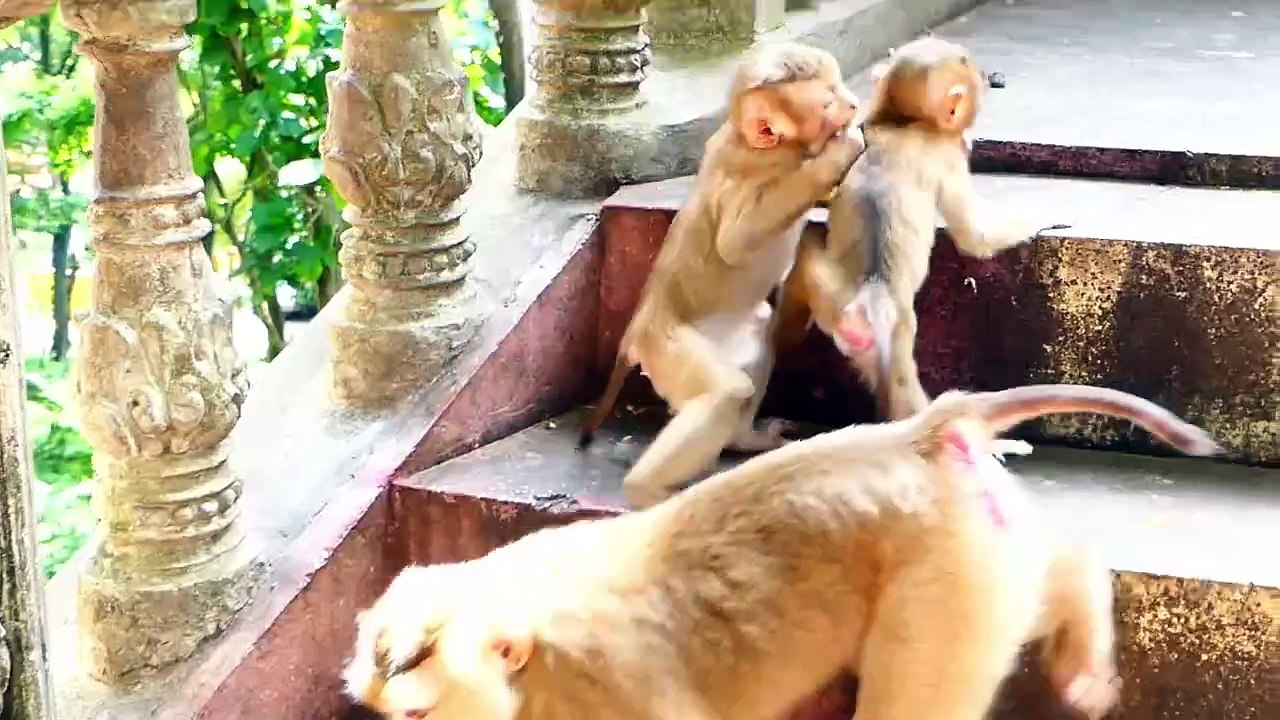 Adorable Juvenile Saro Is Beaten By Rockstar Monkey, Sarika Escape Escape Saro Rapidly Far