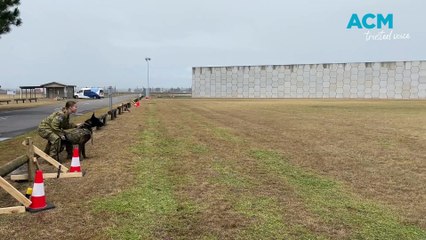 Military working dogs at RAAF base Williamtown - Newcastle Herald