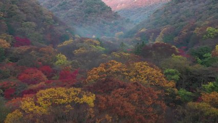 정읍 내장산 단풍, 이번 주말∼다음 주 절정 예상 / YTN