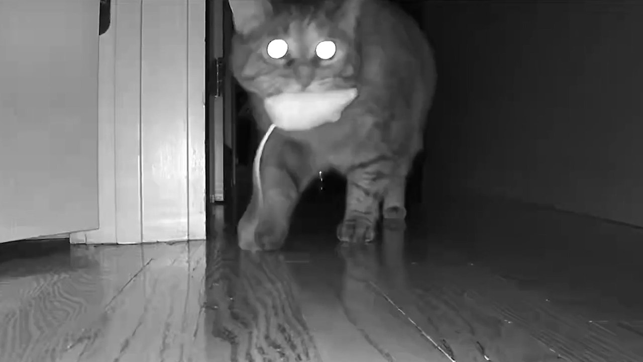 Pets Caught On Camera Doing This At Night