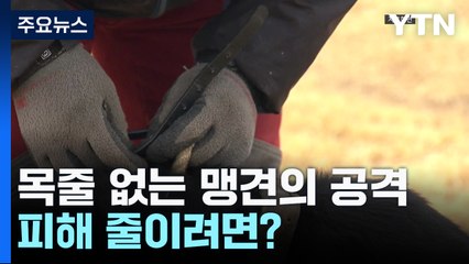 목줄 없는 맹견의 반복되는 공격...피해 줄이려면? / YTN