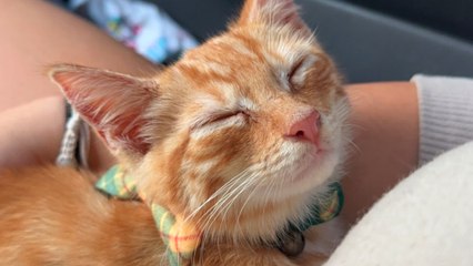 Guy Rescues Kitten From Dumpster