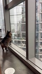 Un chat profite de la première neige de Chicago