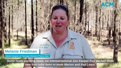 Taronga Western Plains Zoo welcomes three new lion cubs