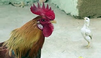 New Mentos Ad Angry Ch