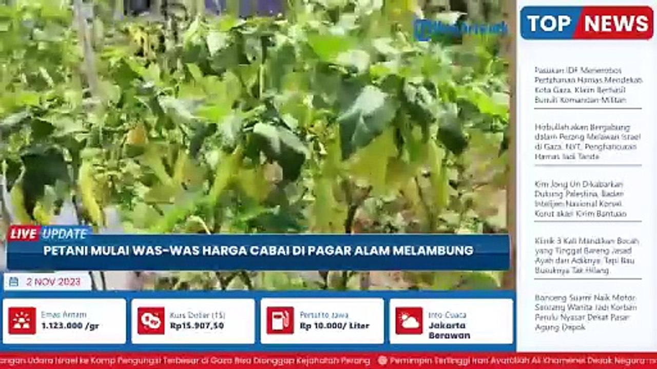 Harga Pasar Naik Terus, Petani Cabai di Pagar Alam Sumatera Selatan Was-was dengan Aksi Pencurian