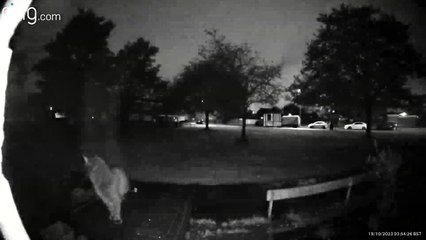 Cat Misjudges Its Jump