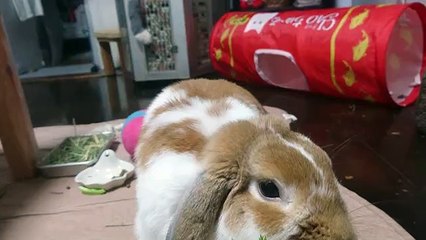 Queenie Sateen - Sateen Likes it Big & Sloppy