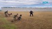 Military working dogs - slow motion - RAAF Williamtown - Newcastle Herald
