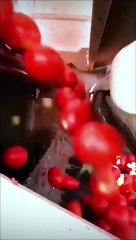 Amazing High Speed Sorting Solution #shorts #viral #shortsvideo #video #innovationhub