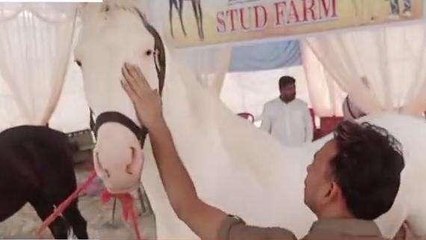 बारबंकी: दूध, दही-मक्खन खाकर बॉडी बनाता है ये घोड़ा, डाइट जानकर हैरान रह जाएंगे