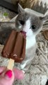 Cat Standing Up Eating a Popsicle