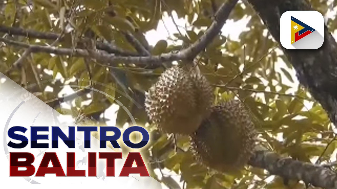 Durian ng Pilipinas, bibida sa China International Import Expo sa Shanghai;
