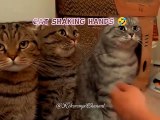 Cat shaking hands