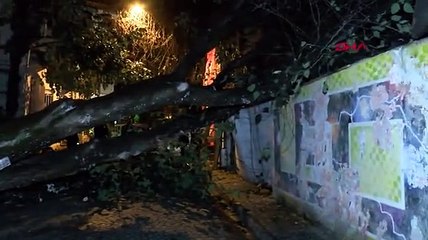 Üsküdar'da evin bahçe duvarına ağaç devrildi
