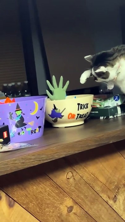 Cat Tries To Avoid The Candy Zombie