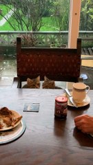 Kittens Show Each Other Love at the Table