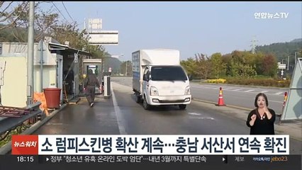 소 럼피스킨병 확산 계속…충남 서산서 연속 확진