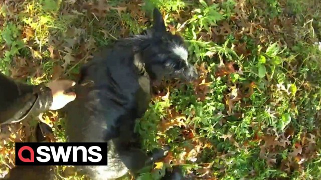 Heroic cop dives into pond to save blind dog from drowning