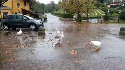 Pioggia a Lecco: attenzione al lago e all'Adda
