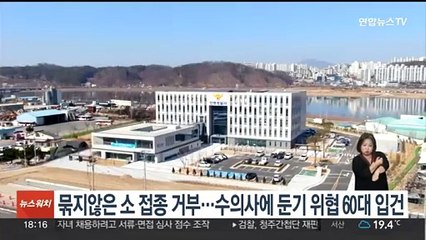 결박 안 된 소 접종 거부한 수의사에 둔기 위협 60대 입건