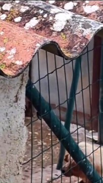 Cadela que implorava por ajuda resgatada de casa em Torres Vedras