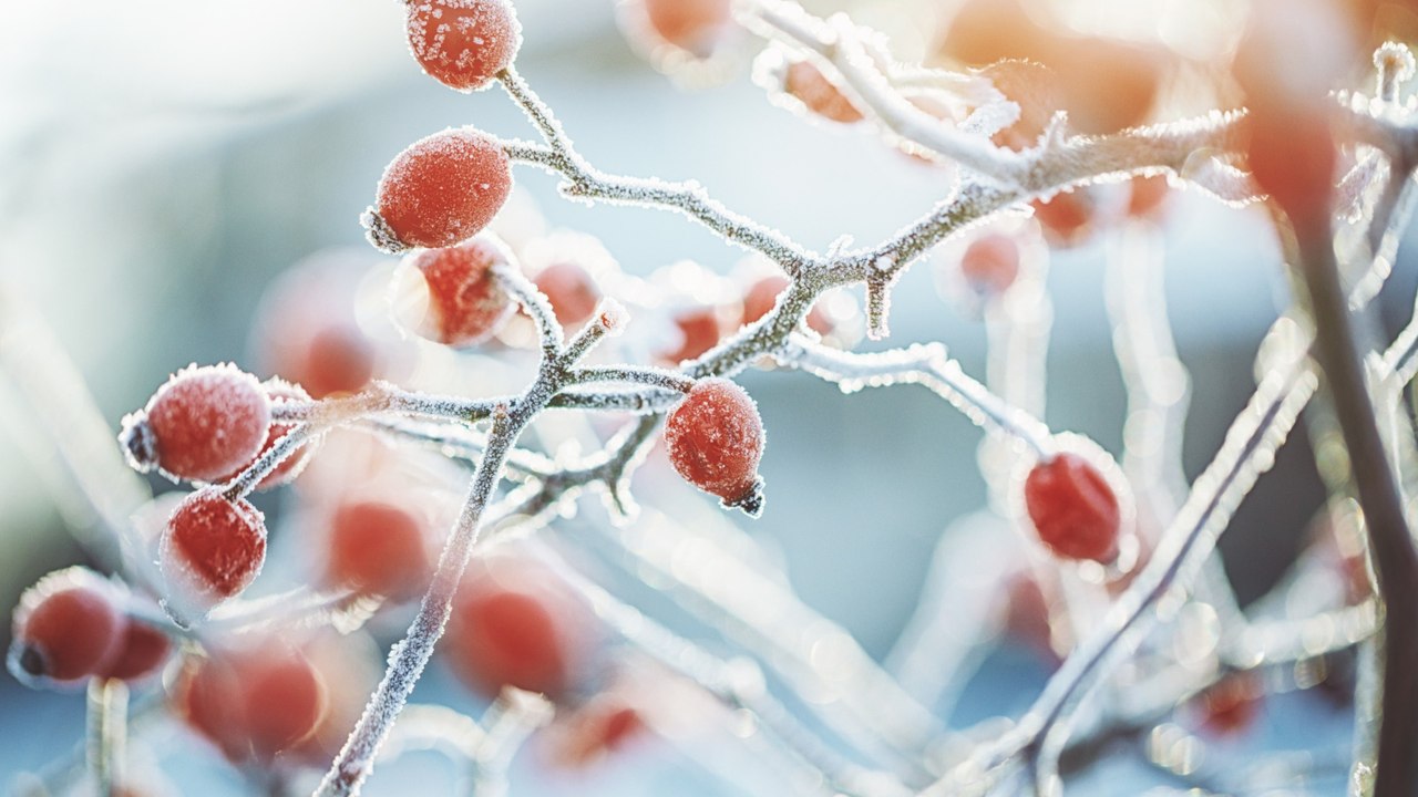 Es wird kalt: Was Sie im November im Garten noch erledigen sollten