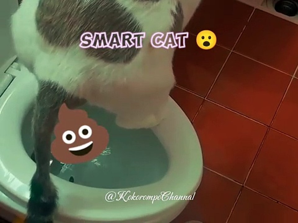 Smart Cat