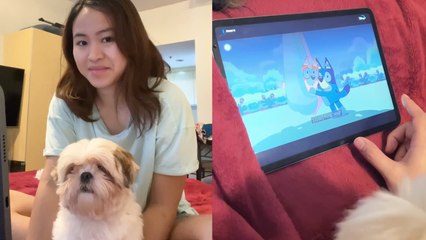 Dog Throws Tantrum To Watch BLUEY on iPad