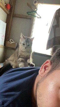 Kitten Mittens Give Massage