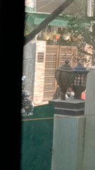 hrithikyadav harayana Steyn video