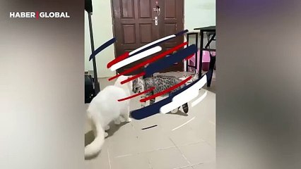 Kavga eden annesi ile babasını ayıran yavru kediye beğeni yağdı