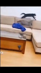 Video tingkah kucing lucu