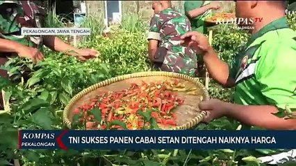 TNI Koramil Kajen sUKSES Panen Cabai, Hasilnya Dibagikan ke Warga