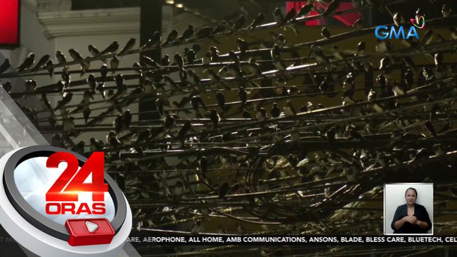 Mga ibong Layang-layang, nakaka-perwisyo sa ilang residente sa Batangas | 24 Oras