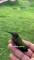 Rescued Hummingbird's Heartwarming Return || Best of Internet