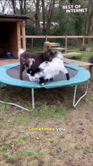 Goats on a Trampoline: The Joy of Spring || Best of Internet